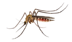 Prueba de Dengue