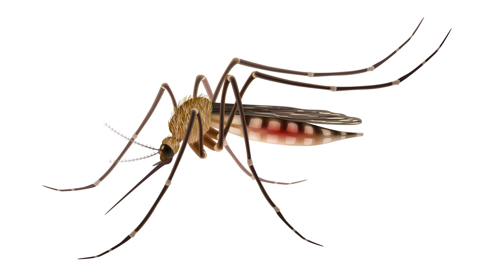 Prueba de Dengue